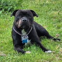 Staffordshire bull terrier disponibile per monta