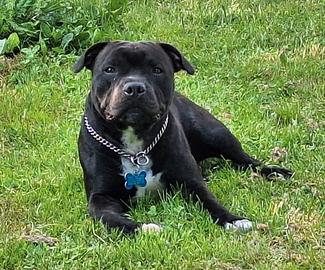Staffordshire bull terrier disponibile per monta
