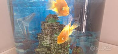 Pesce Parrot pappagallo ciclide
