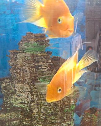 Pesce Parrot pappagallo ciclide