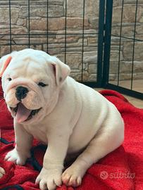Cuccioli Bulldog Inglese