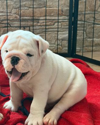 Cuccioli Bulldog Inglese