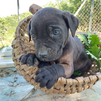 Cane corso