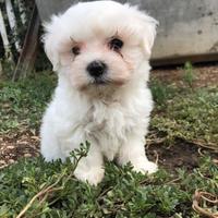 Cuccioli di Maltese taglia piccola