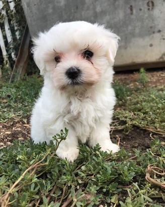 Cuccioli di Maltese taglia piccola