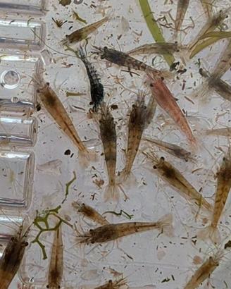 Neocaridina davidi rinselvatichite