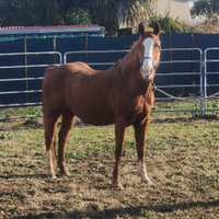 Quarter horse fattrice