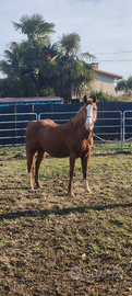 Quarter horse fattrice