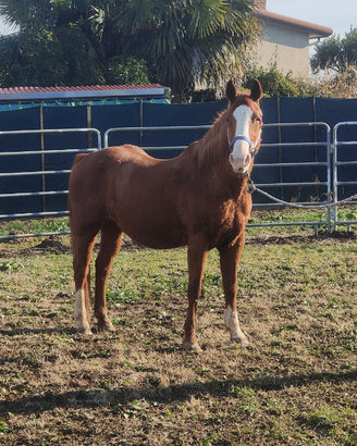 Quarter horse fattrice