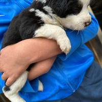Cucciola di border collie🐶