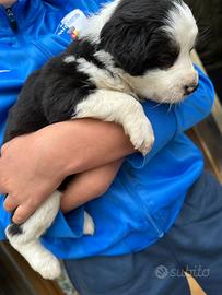 Cucciola di border collie🐶