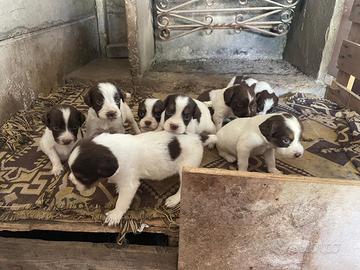 Cuccioli Springer Spaniel