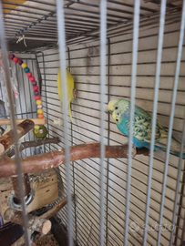 Cocorite incrocio con inglesi