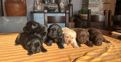 Cuccioli di Labrador con pedigree