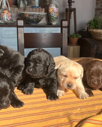 Cuccioli di Labrador con pedigree
