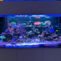 Acquario