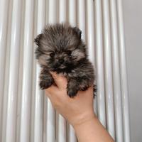 Spitz di Pomerania pedigree ENCI