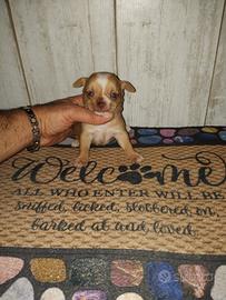 chihuahua Toy maschio mini