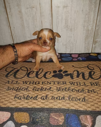 chihuahua Toy maschio mini