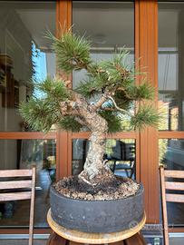 Pino Nero Thunbergii Bonsai