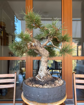 Pino Nero Thunbergii Bonsai