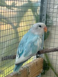 Inseparabili allevato a mano