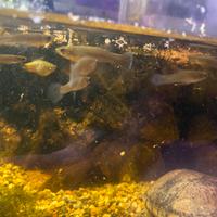 Pesce Gambusia