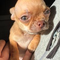Cucciolo Chihuahuha occhi verdi