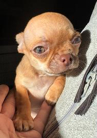 Cucciolo Chihuahuha occhi verdi