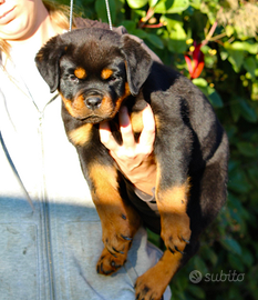 Cuccioli di rottweiler