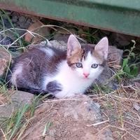 Gattini mettici