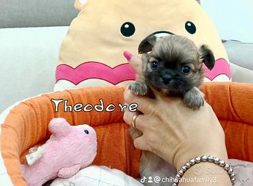 Cuccioli chihuahua
