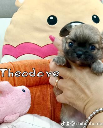 Cuccioli chihuahua