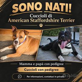 american staffordshire terrier