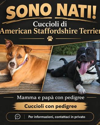american staffordshire terrier