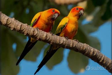 Coppia riproduttiva Conuro del sole