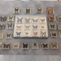 collezione di farfalle vere