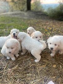 Cuccioli Pastore Abruzzese 3M + 3F