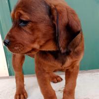 Dachsbracke