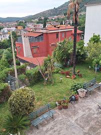 Piante alberi palme pungitopo cycas giardino
