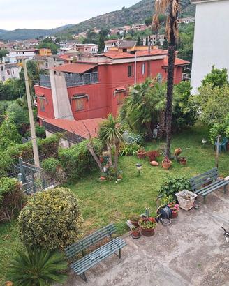 Piante alberi palme pungitopo cycas giardino