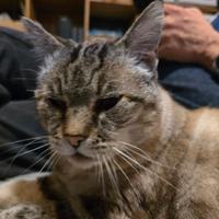 Santina gatta adulta , abbandonata in colonia