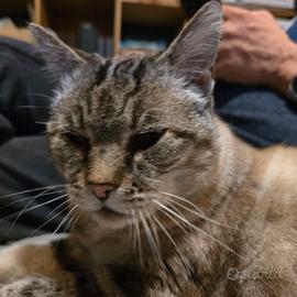 Santina gatta adulta , abbandonata in colonia