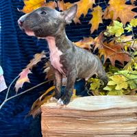 Bull terrier miniature