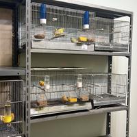 Canarini per papagallo