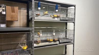 Canarini per papagallo