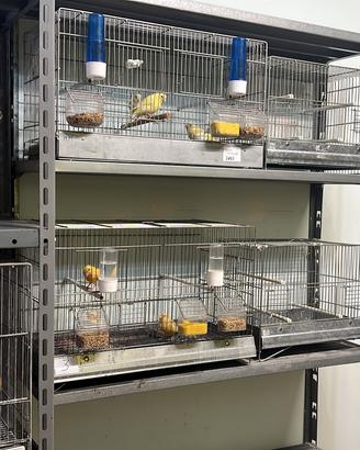 Canarini per papagallo