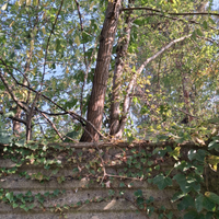 Caprette o pecore x terreno