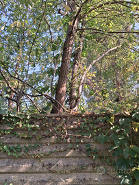 Caprette o pecore x terreno