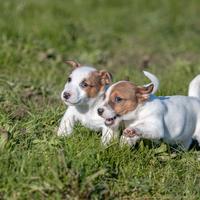 Jack russell cuccioli